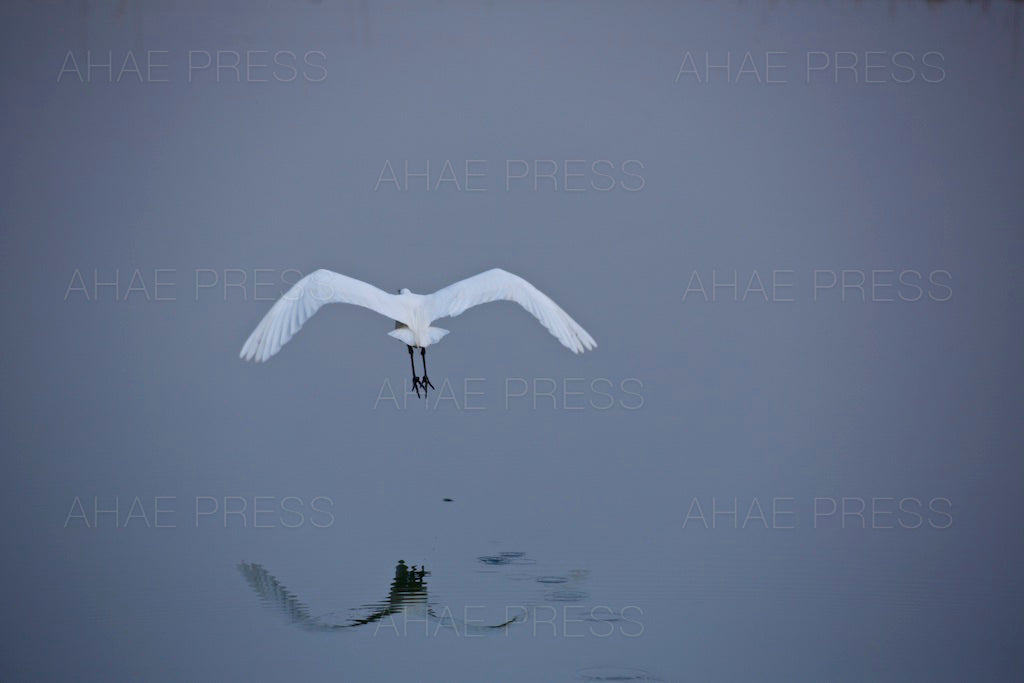 Egret