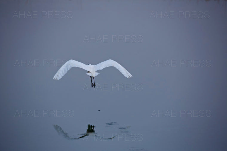 Egret