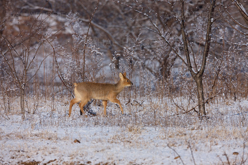 Water Deer