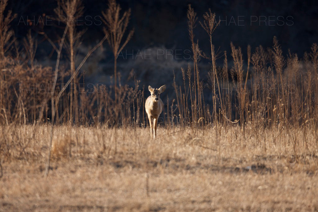Roe Deer