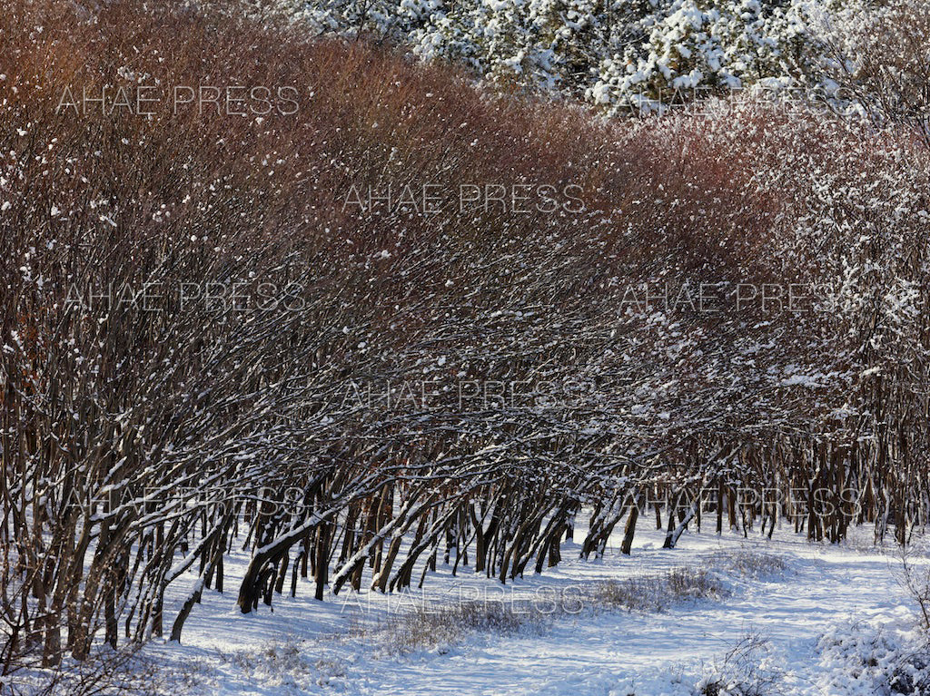 Maple Trees in Winter