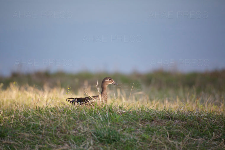 Female Mandarin Duck