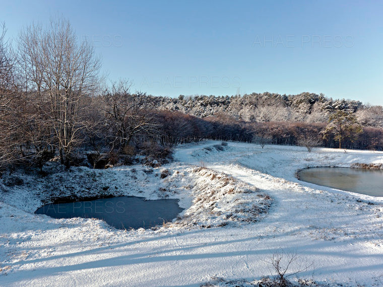 Woods in Winter