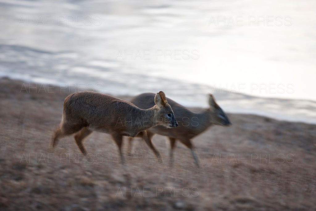 Water Deer