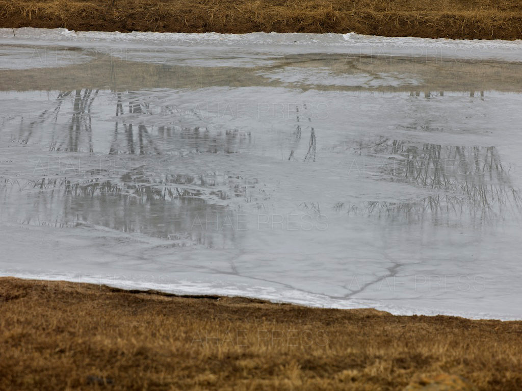 Frozen Pond