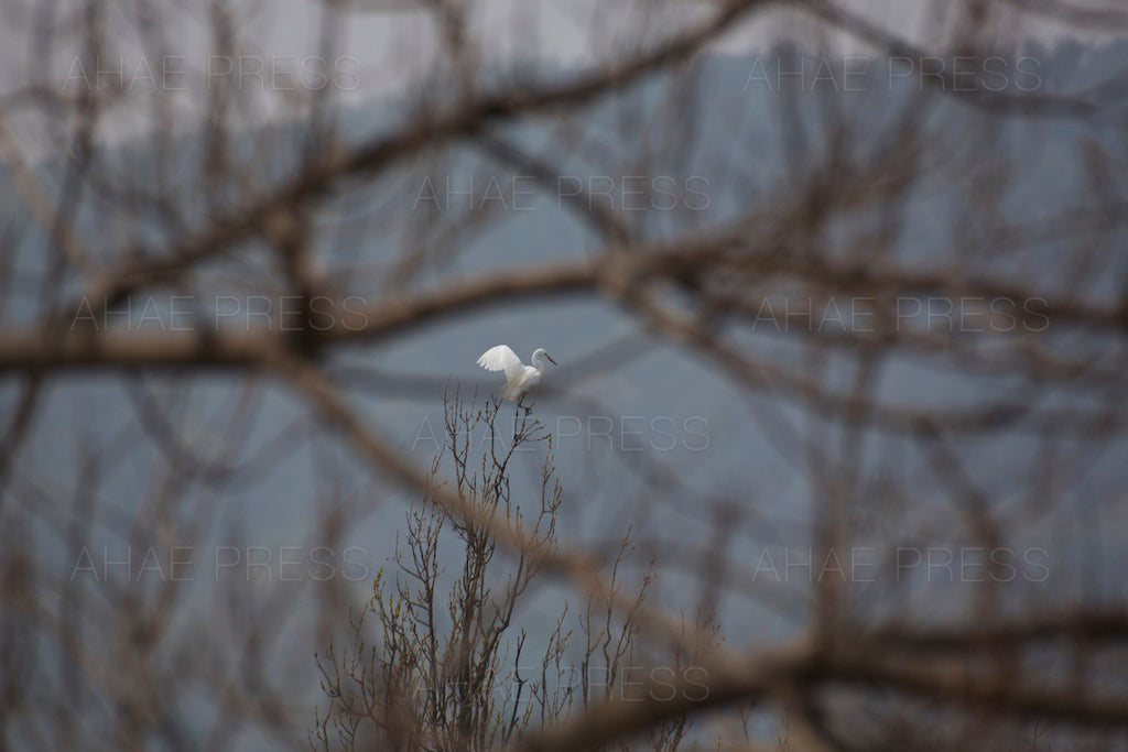 Egret