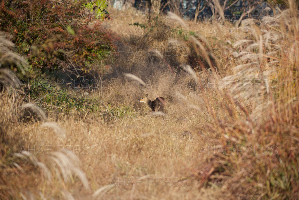 Water Deer