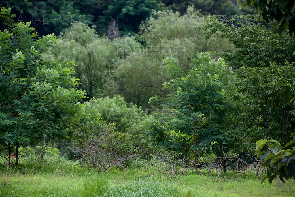 Woods in Summer