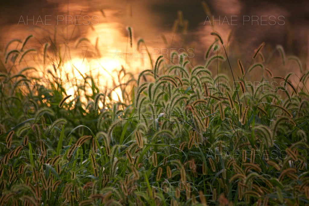 Green Foxtails