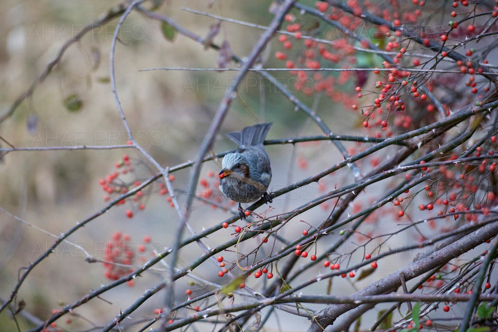 Brown-eared Bulbul