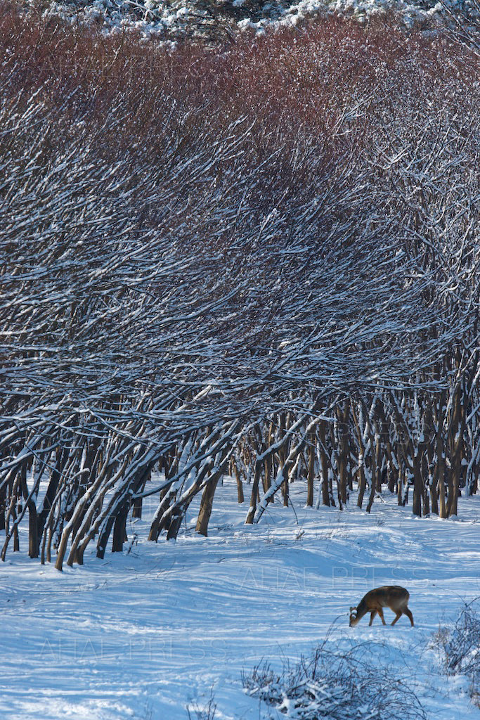 Maple Trees in Winter