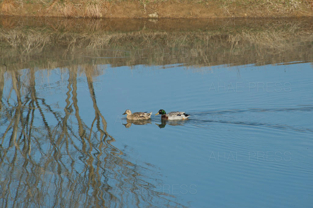 Pair of Mallard Ducks