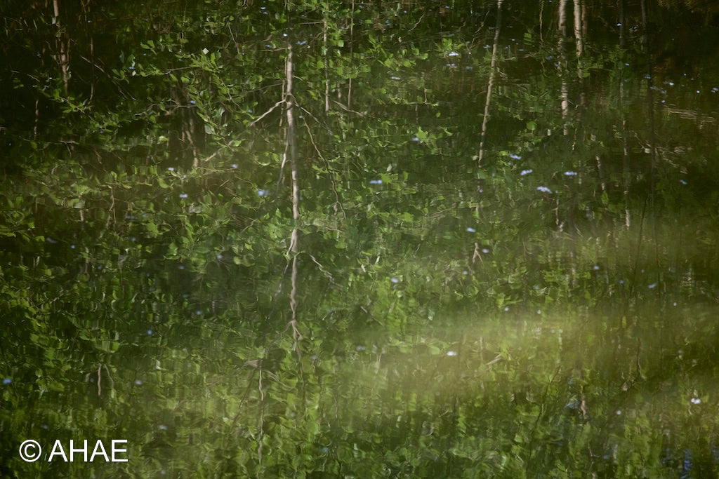 Reflection (2010)