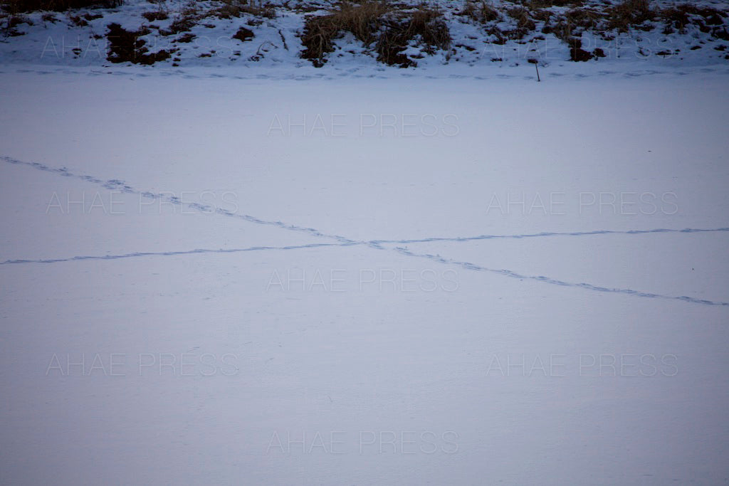 Animal Tracks on Frozen Pond