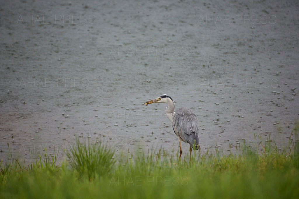 Grey Heron with Fish