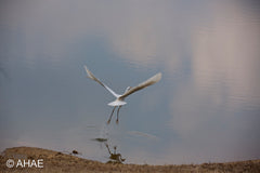 Egret (2014)