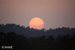 Sunset (2013)