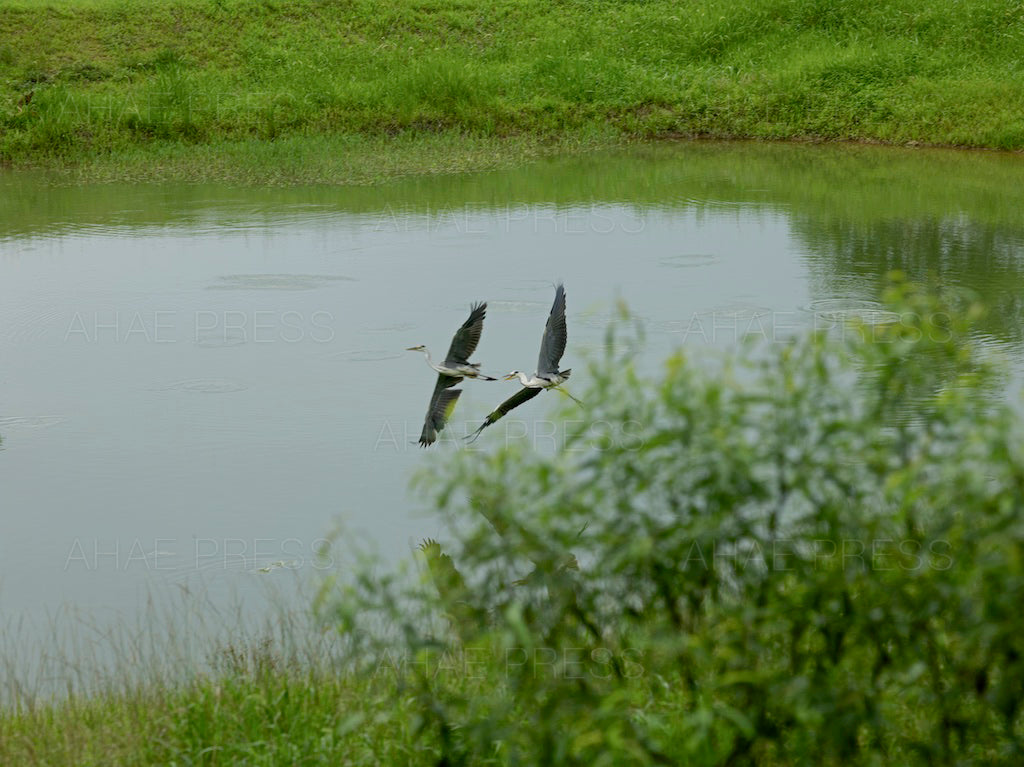 Grey Herons