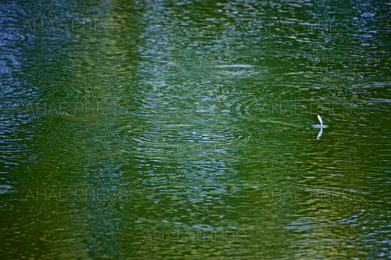 Fish on Water