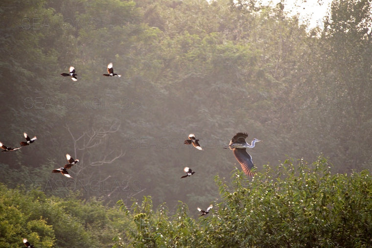 Magpies Harassing Grey Heron