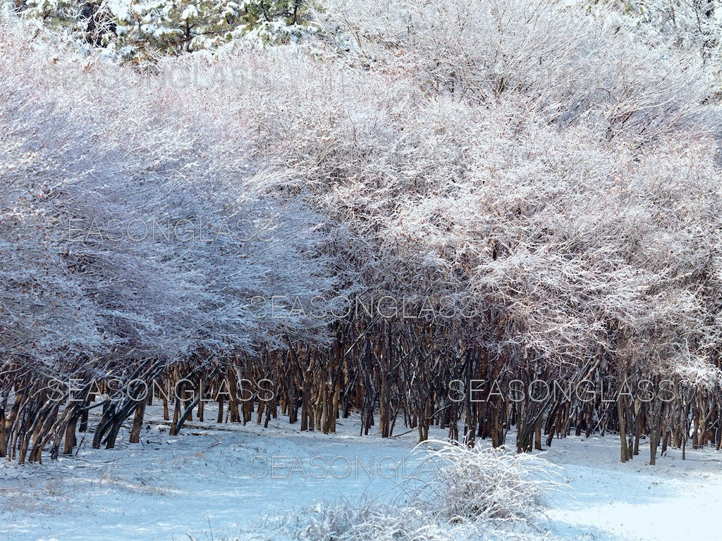 Maple Trees in Winter