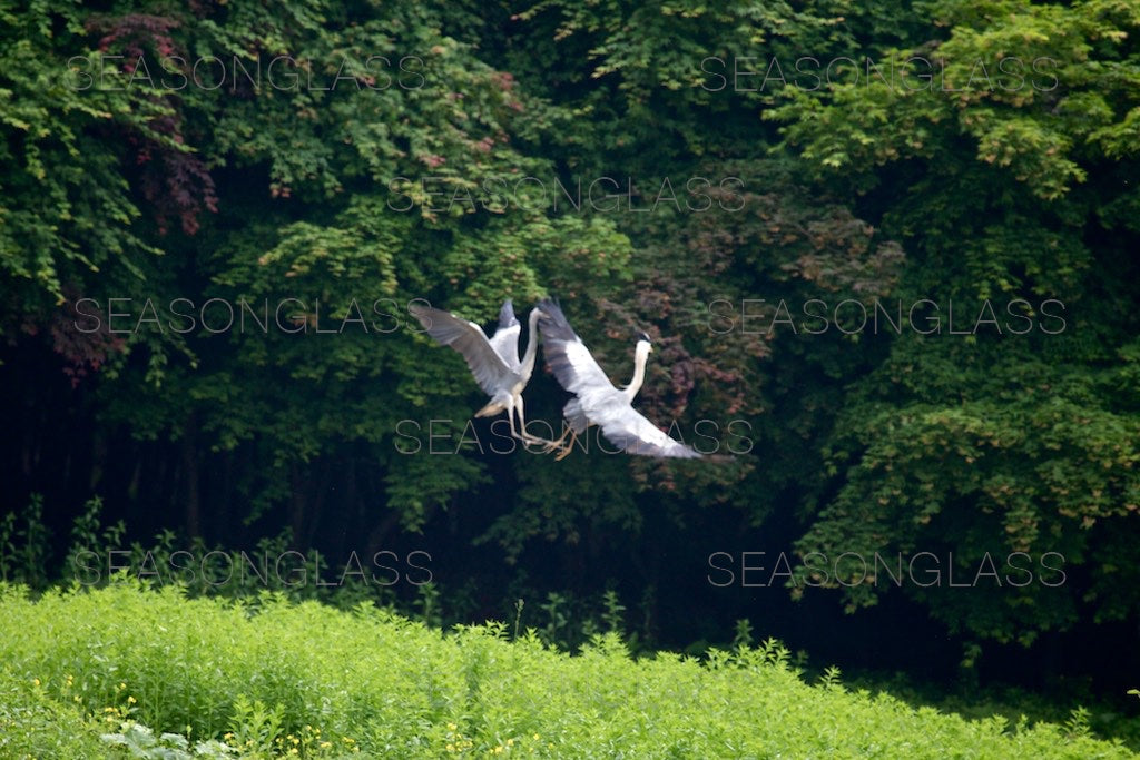 Grey Herons