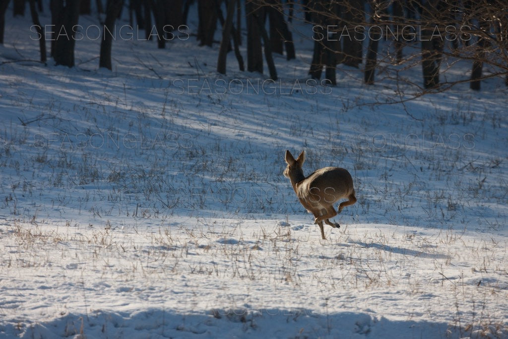 Water Deer