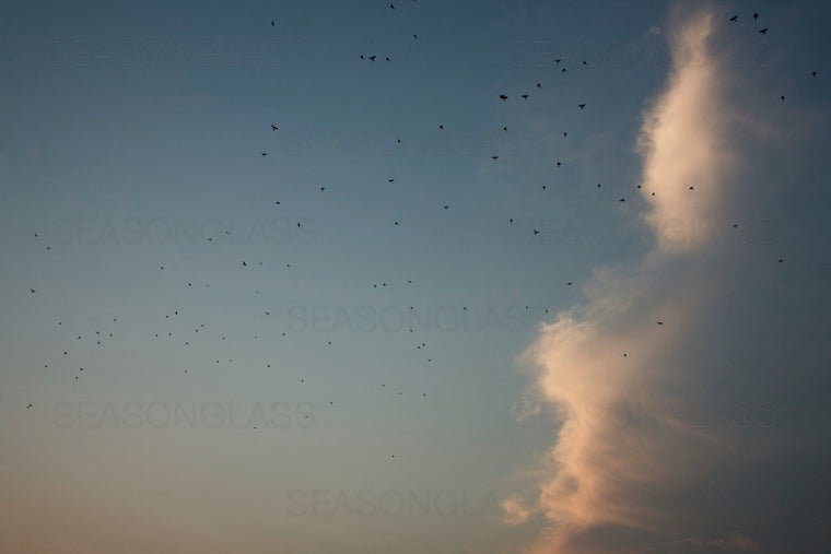 Flock of Birds