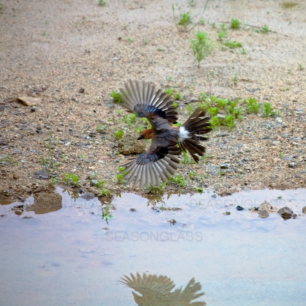 Eurasian Jay