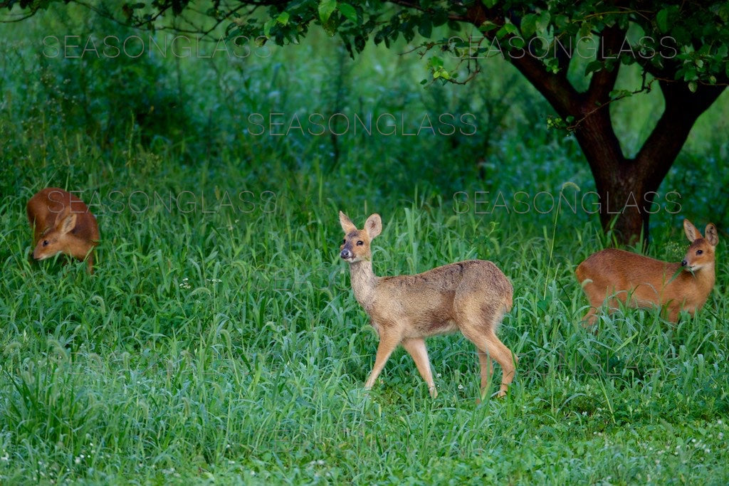 Water Deer