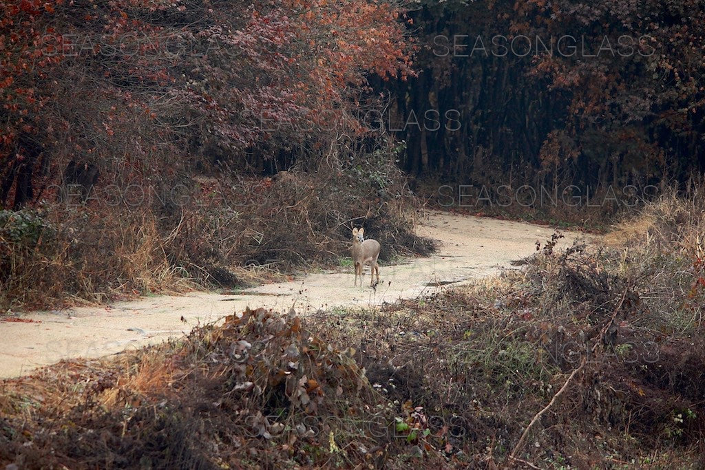 Water Deer