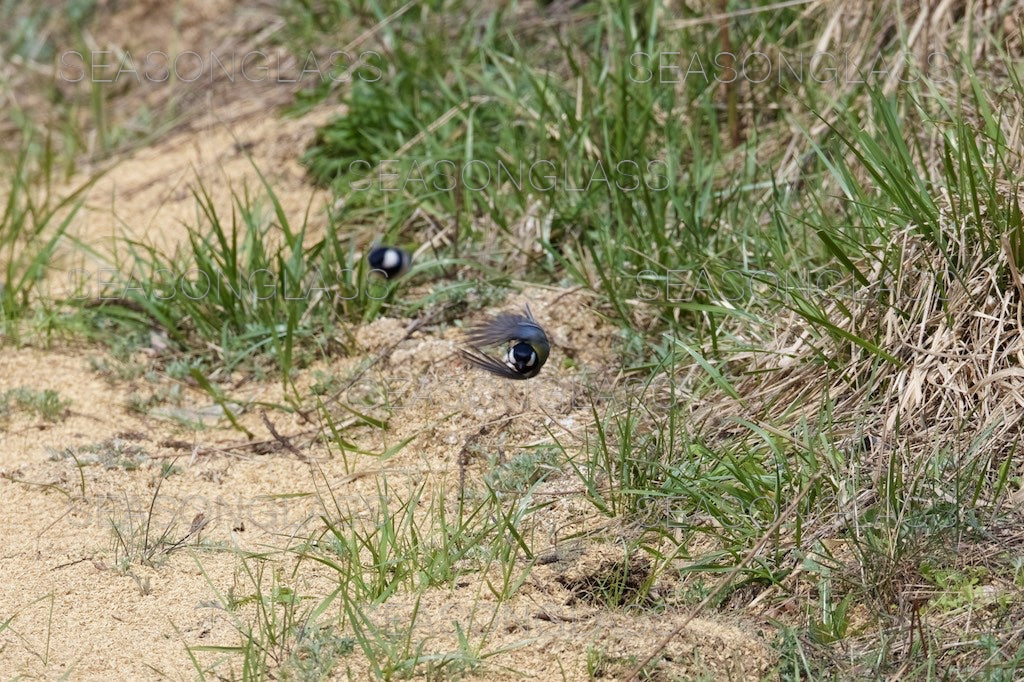 Great Tit