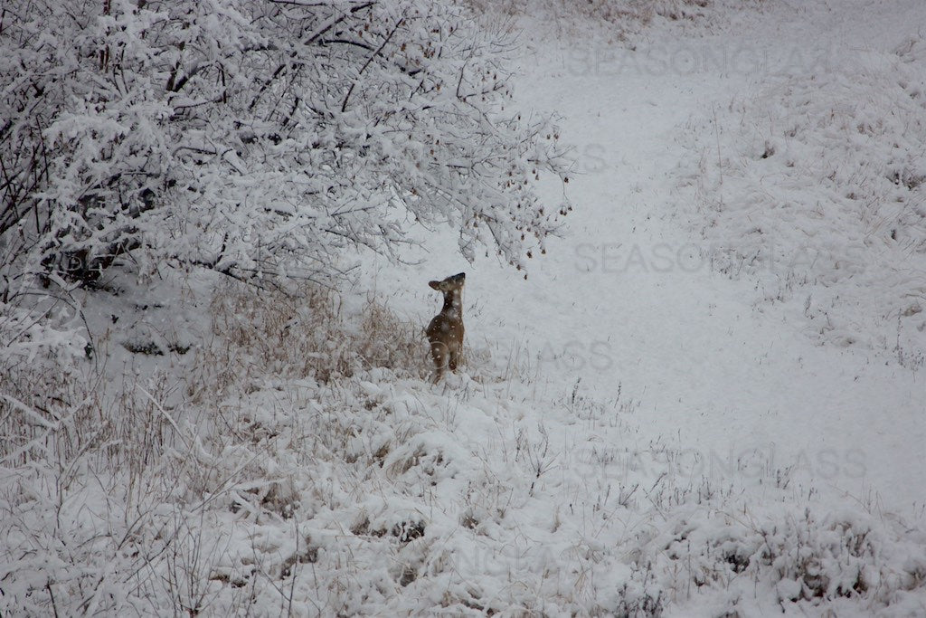 Water Deer