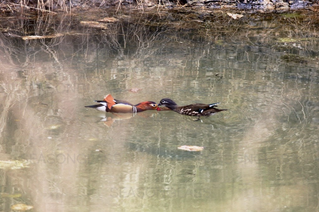 Pair of Mandarin Ducks