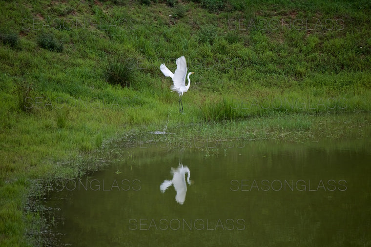Egret