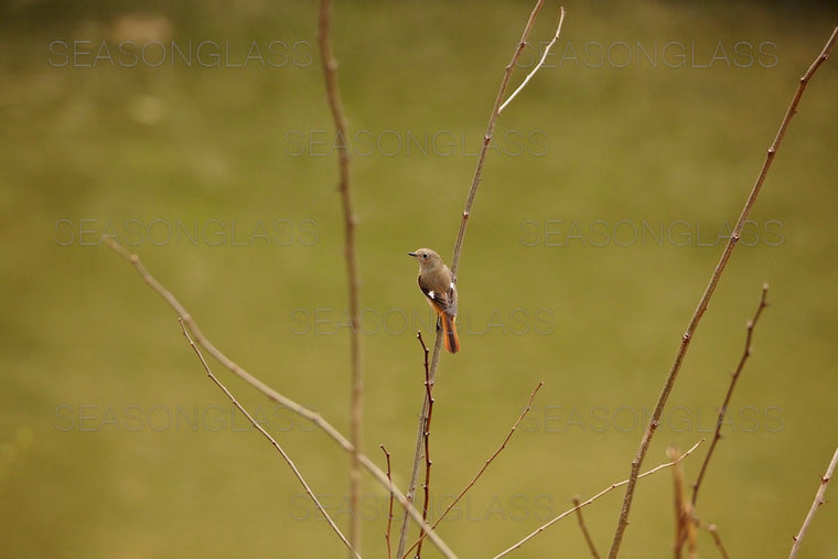 Eurasian Jay