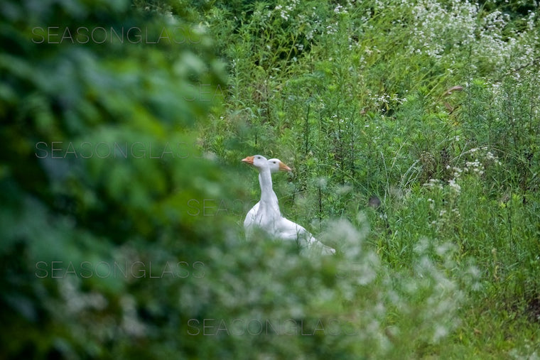 Geese
