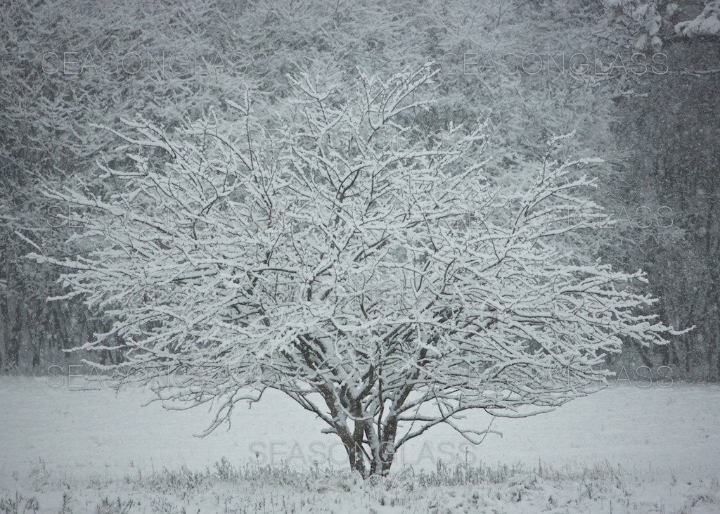 Mulberry Tree