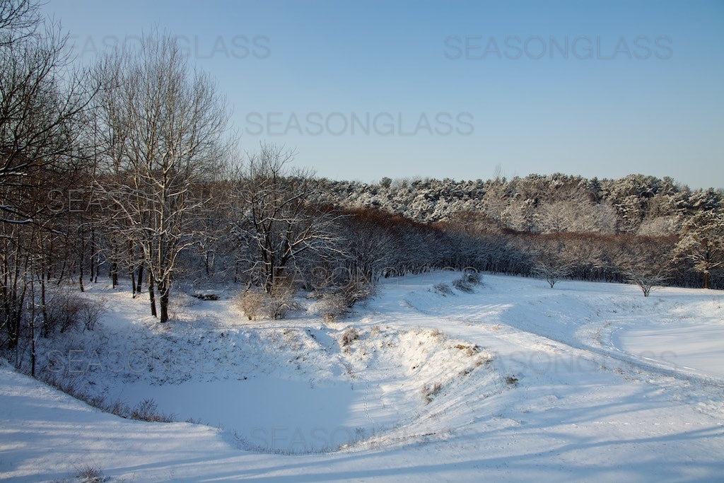 Woods in Winter