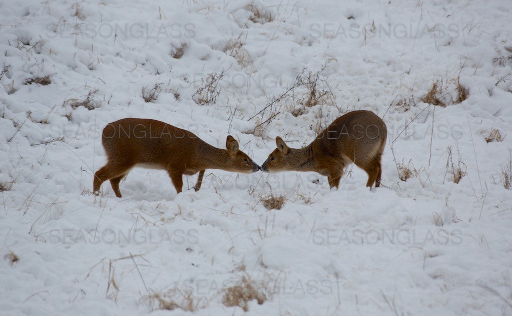 Water Deer