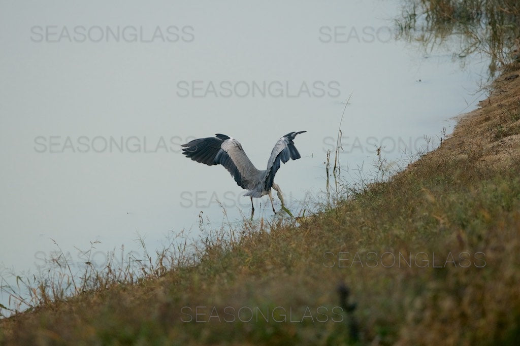 Grey Heron