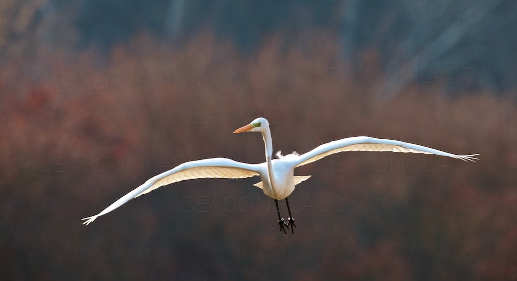 Egret