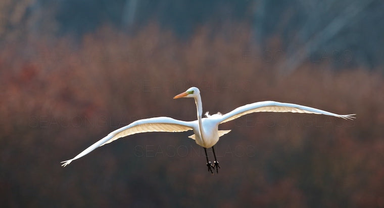 Egret