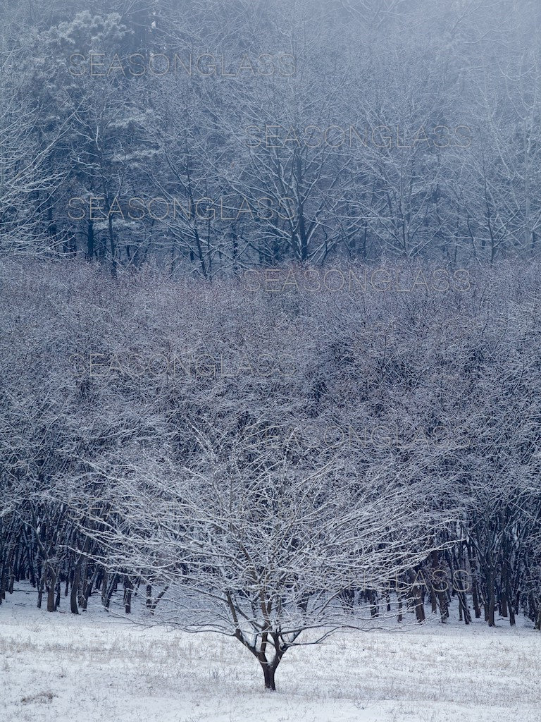 Mulberry Tree in Winter