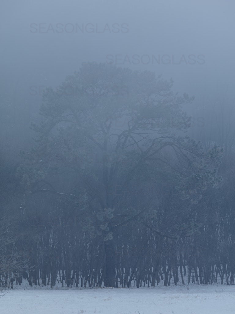 Pine Tree in Winter