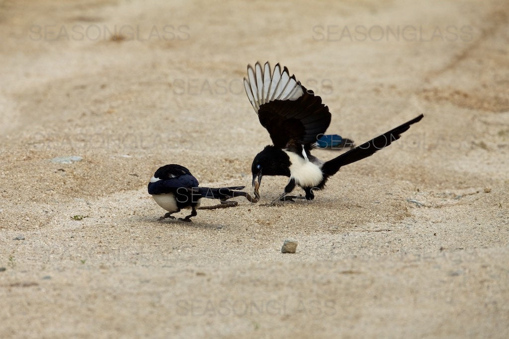 Magpies and Korean Rat Snake