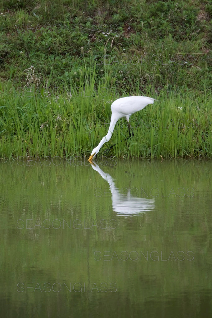 Egret