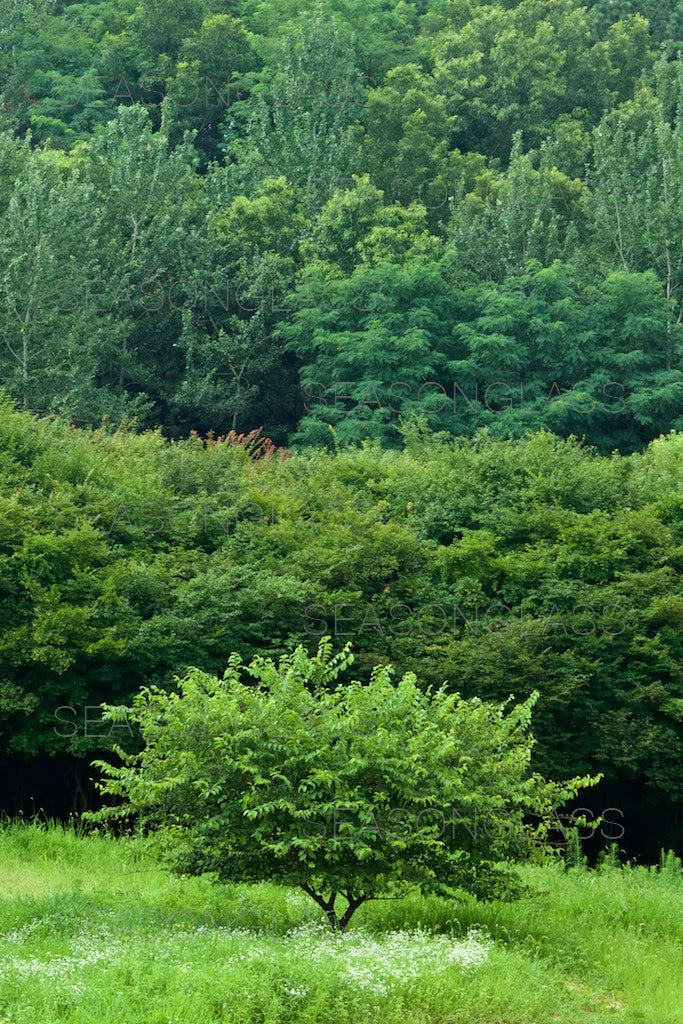 Mulberry Tree and Woods in Summer