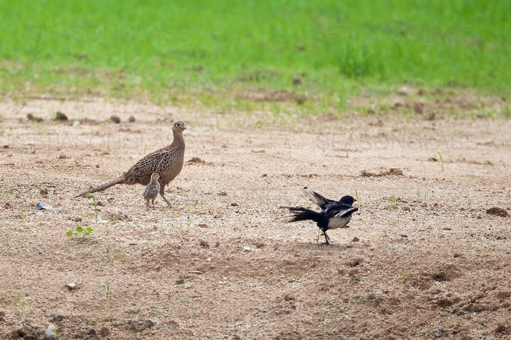 Pheasants and Magpie