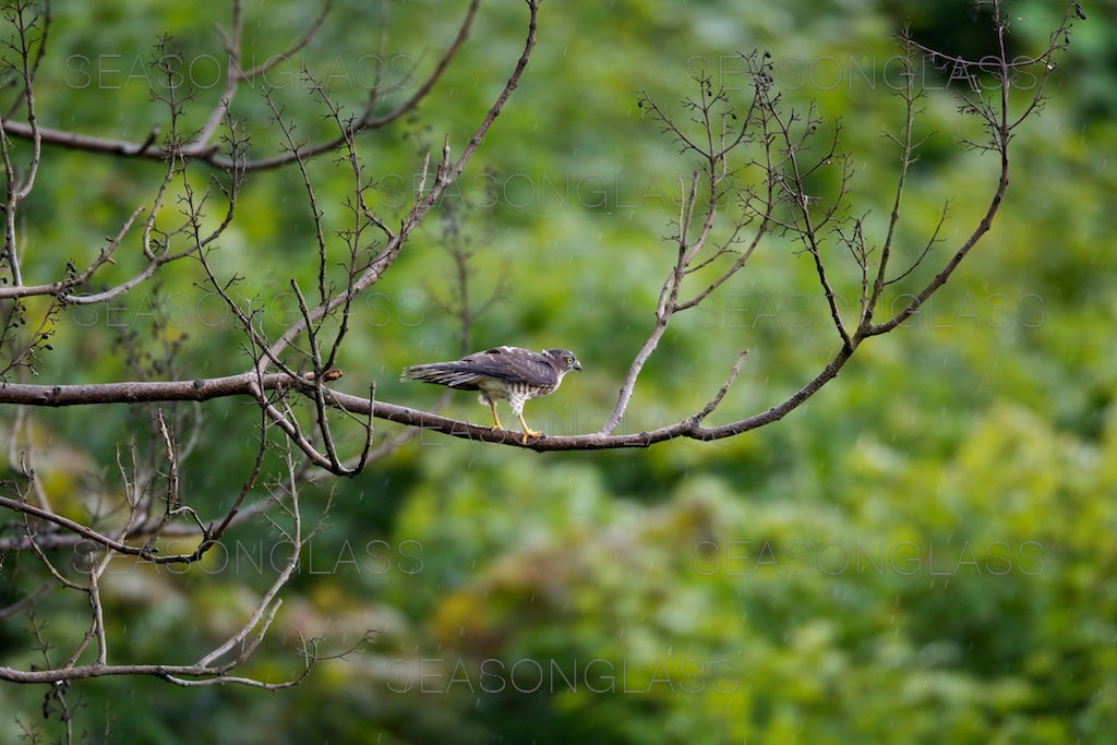 Young Chinese Sparrowhawk